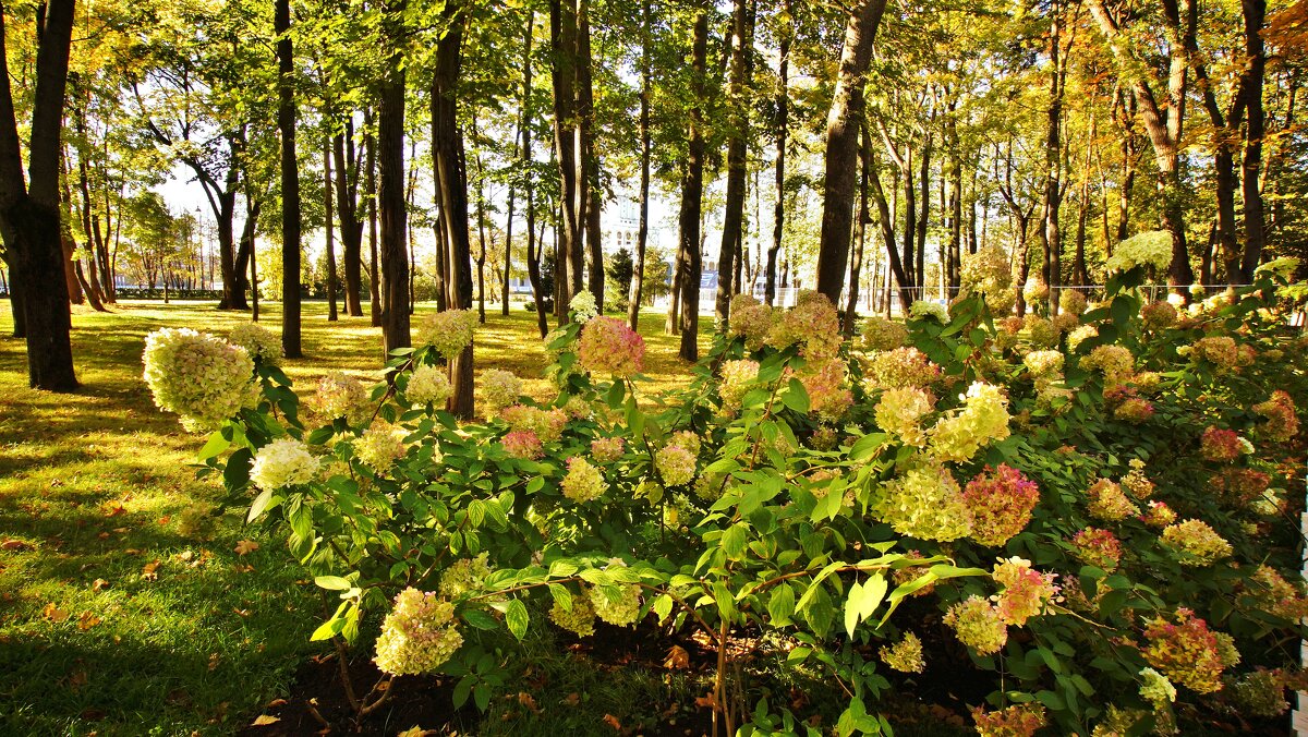ОСЕНЬ В ПАРКЕ - АЛЕКСАНДР 