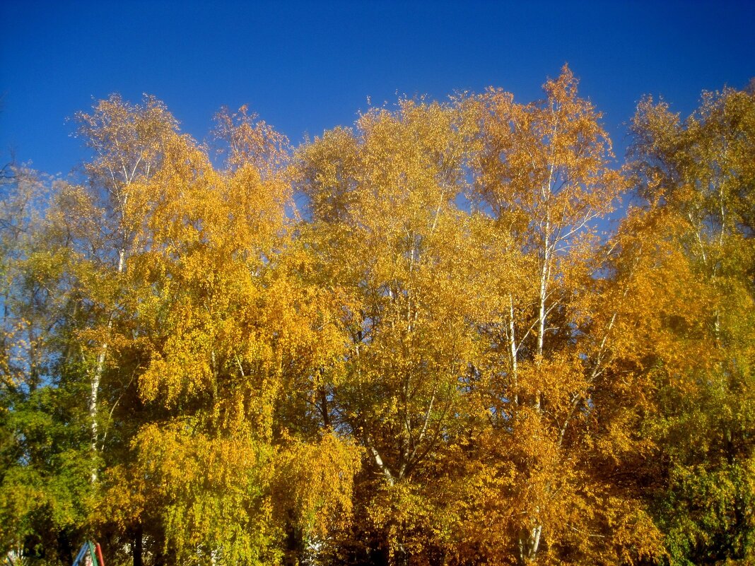 Осень - Елена Семигина