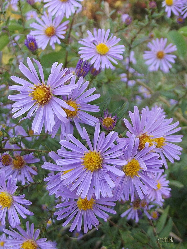 Сентябринки - Freddy 97 Сентябринки - Freddy 97