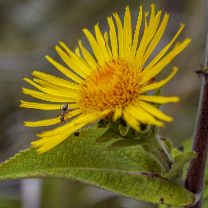 Муравей и цветок - Игорь Протасов