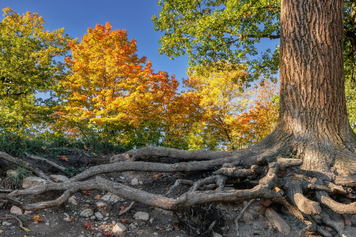Осень. Гатчина - Владимир Колесников