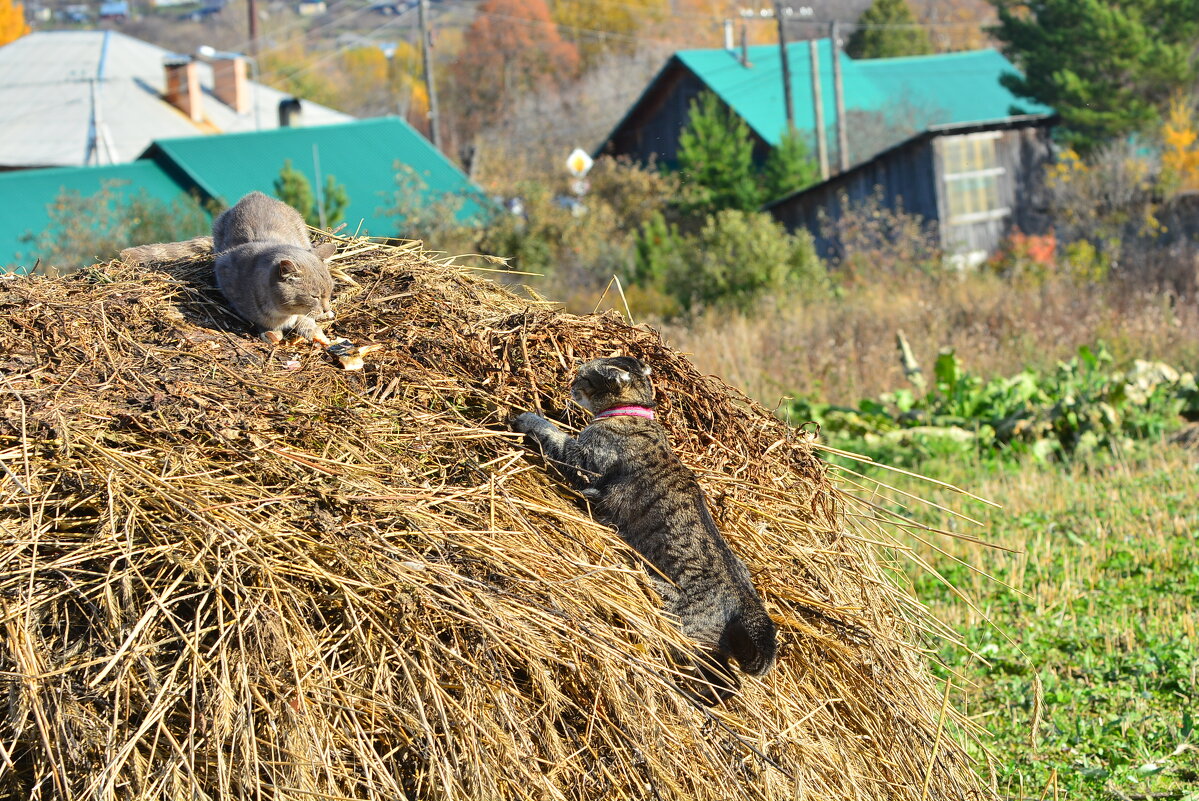 это моя территория - леонид логинов