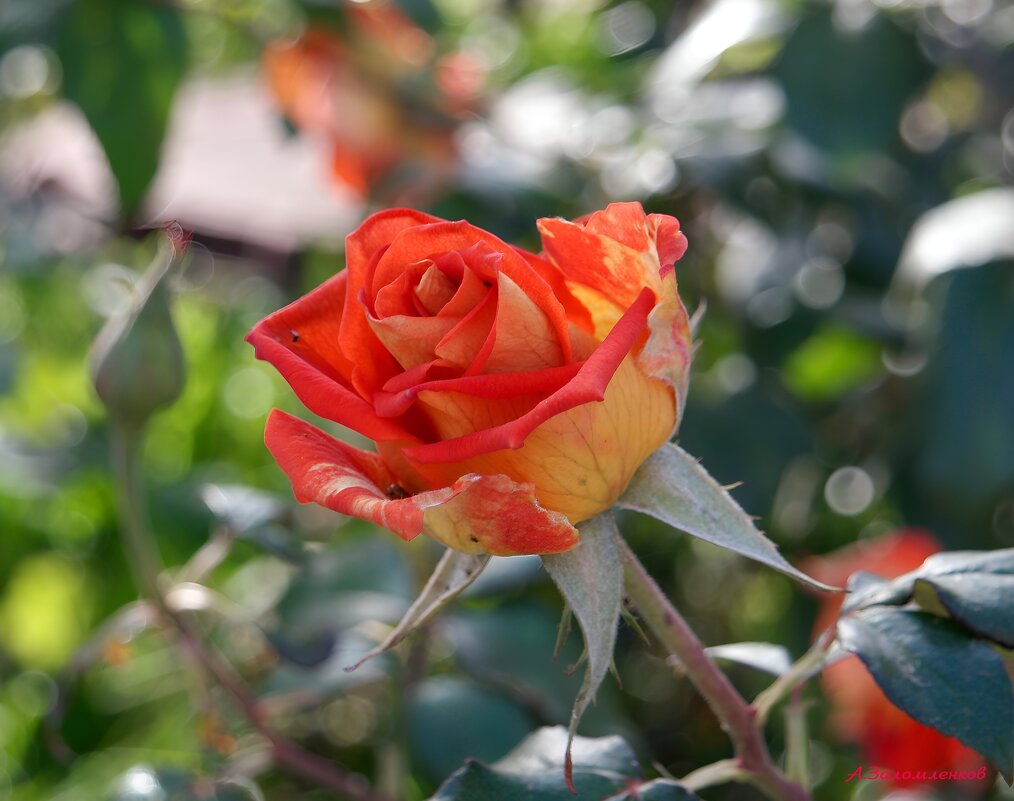 О розах в октябре.. - Андрей Заломленков