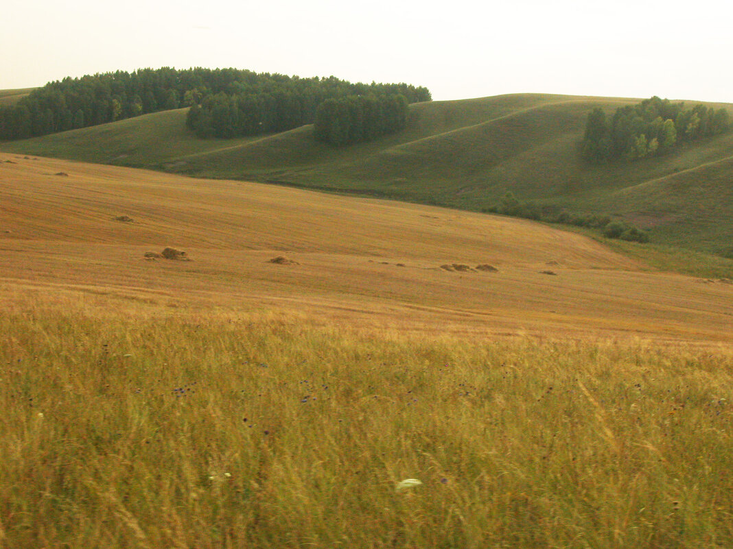 Хлебное поле после уборки - Наталья Лунева Хлебное поле после уборки - Наталья Лунева