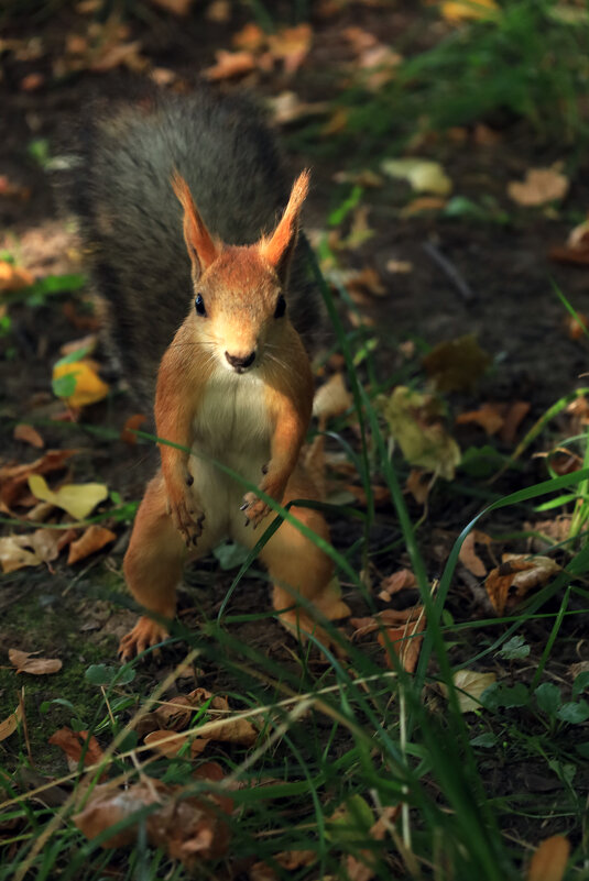 Во всей красе - Roman stories -