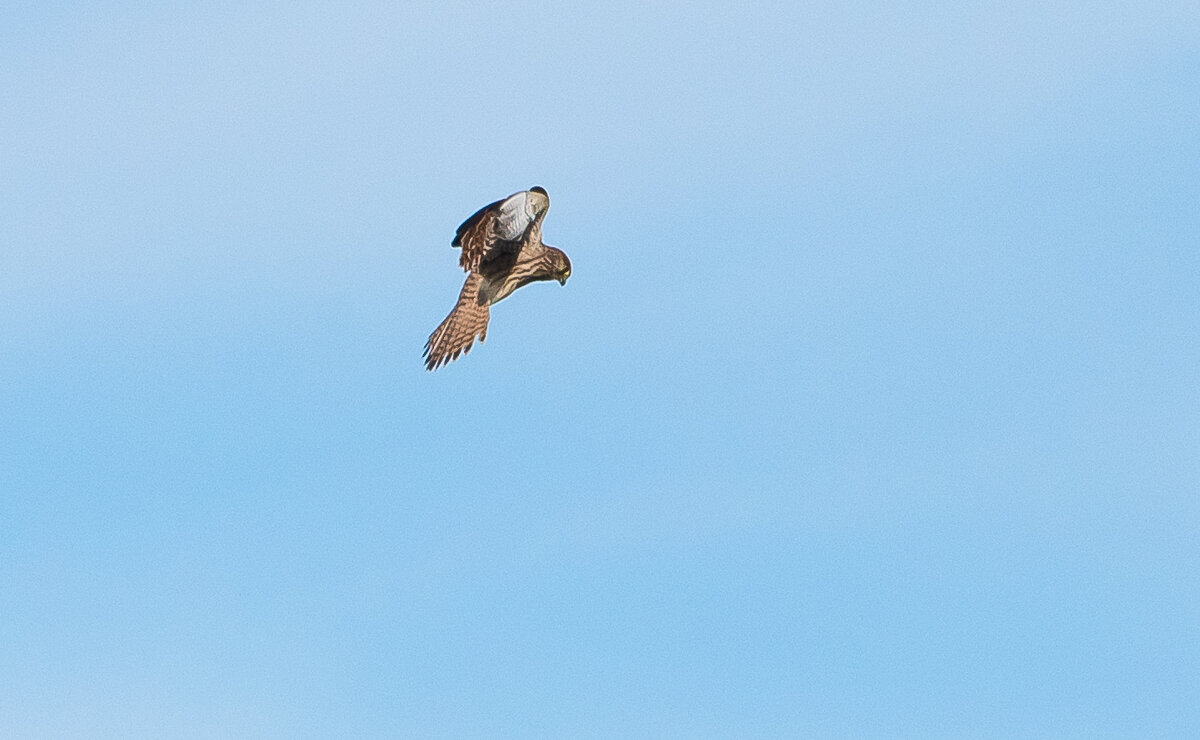 Охотится пустельга. - Владимир Безбородов