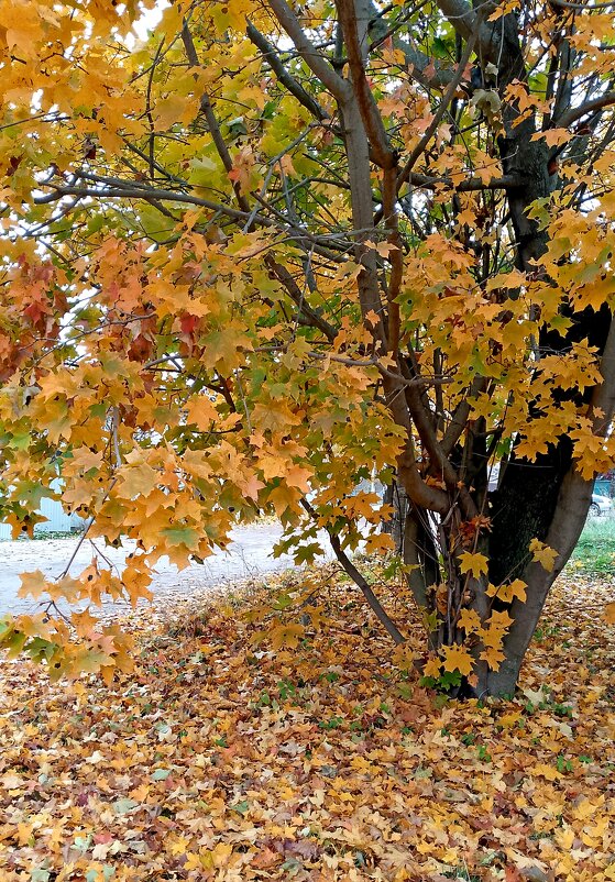 Яркие краски осени. - Михаил Попов