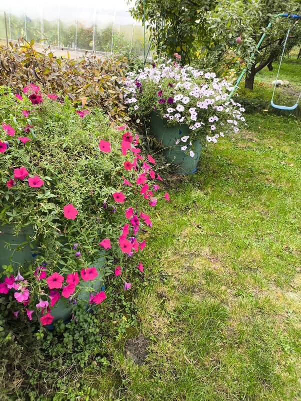 Курск. В саду у дома - Ирэн Курск. В саду у дома - Ирэн