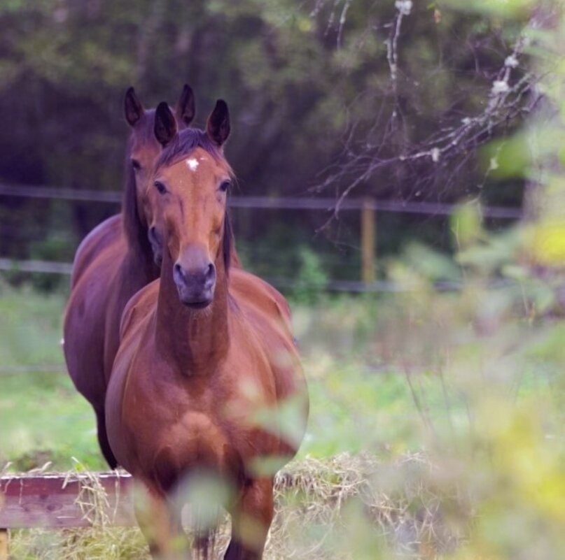 Снова пришла к вам, мои хорошие:) - liudmila drake