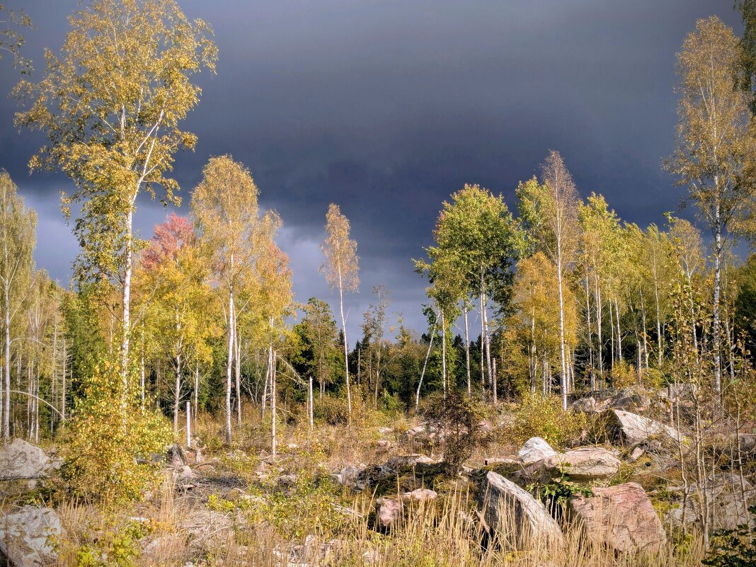 Дождик к нам идёт, смоет все слёзы... - liudmila drake