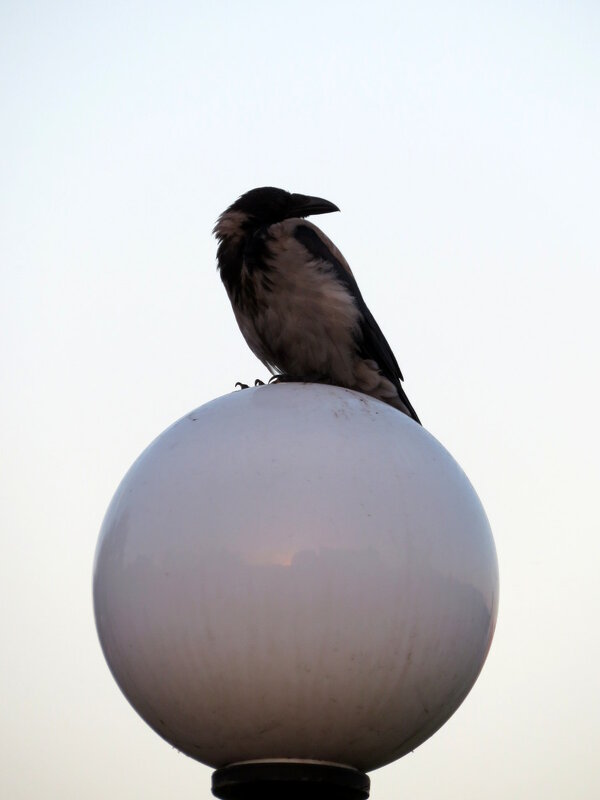 "Девочка на шаре". - Егор Бабанов