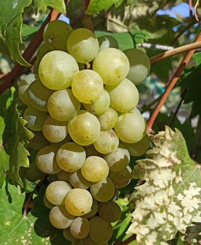 Виноград сорта "Фрумоаса Албэ" - "Белая красавица" - Gen Vel Виноград сорта "Фрумоаса Албэ" - "Белая красавица" - Gen Vel