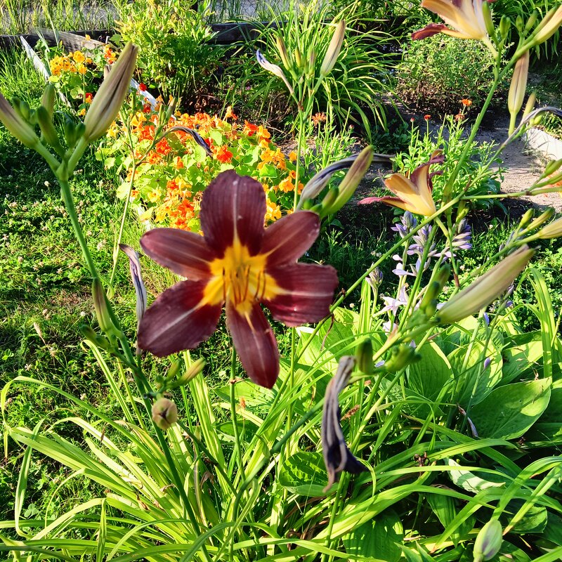 цветочек - Владимир цветочек - Владимир