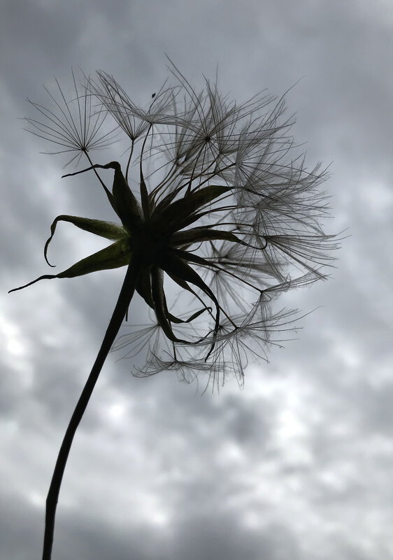 ... - Лариса Корж