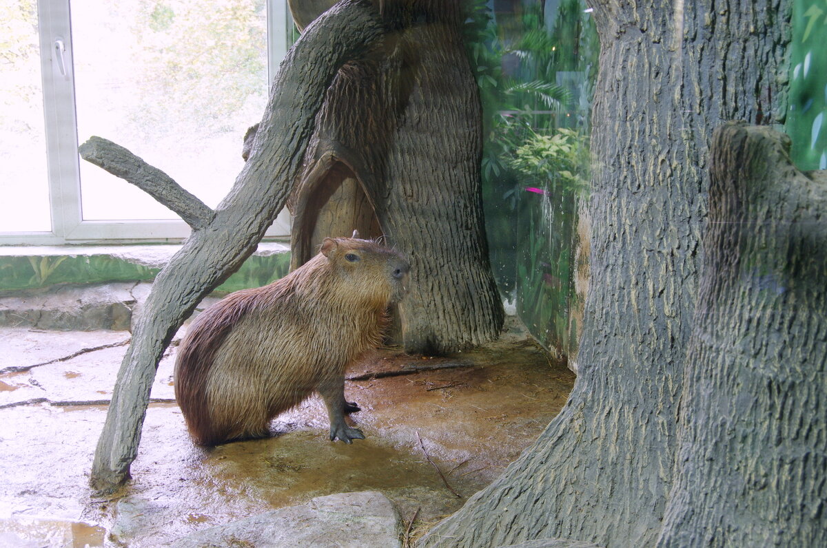 Капибара. - Alex 711402