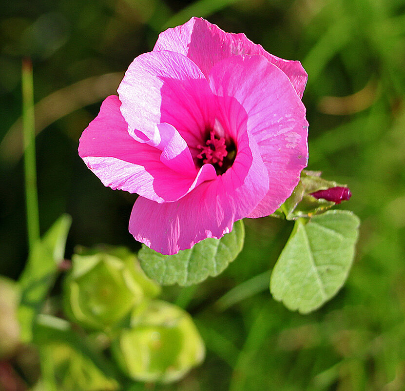 Красавица лаватера - Светлана 