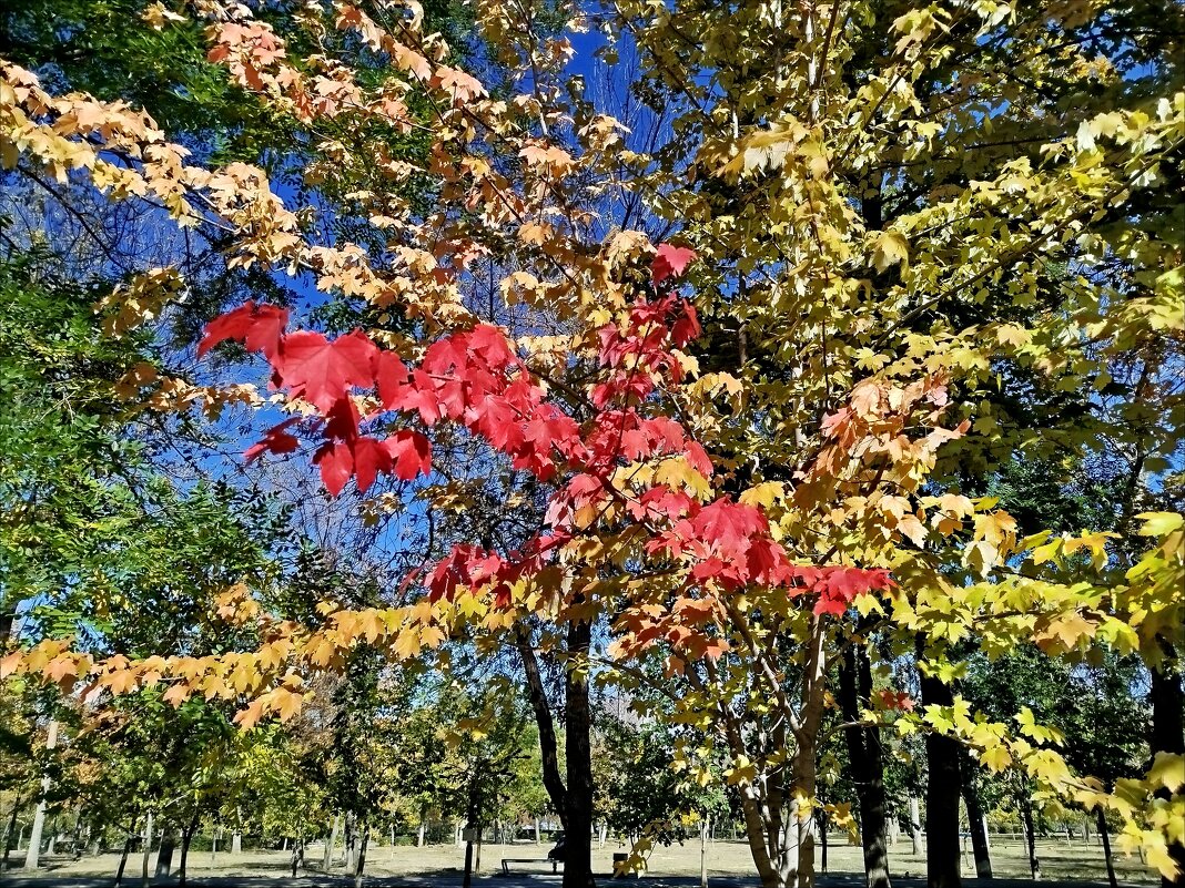 Вот и начало осени! - Надежда 