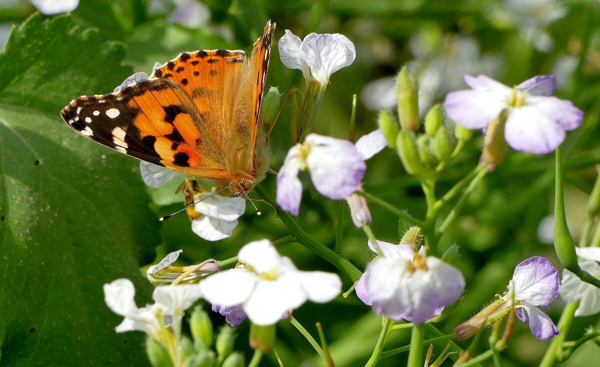 опять про бабочек 46 - Александр Прокудин