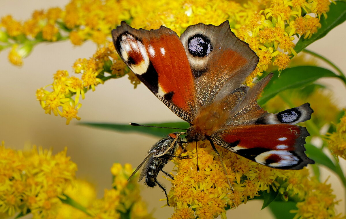 опять про бабочек 50 - Александр Прокудин