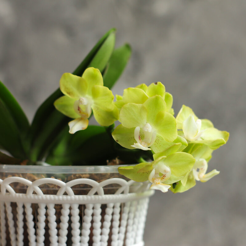 Зеленая мини орхидейка - Irene Irene
