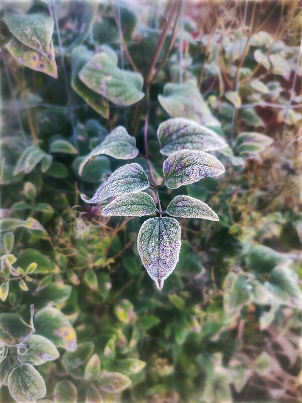 Замороженный - AZ east3 Замороженный - AZ east3