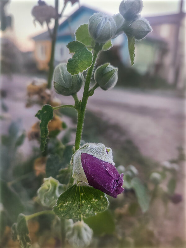 Замороженный - AZ east3