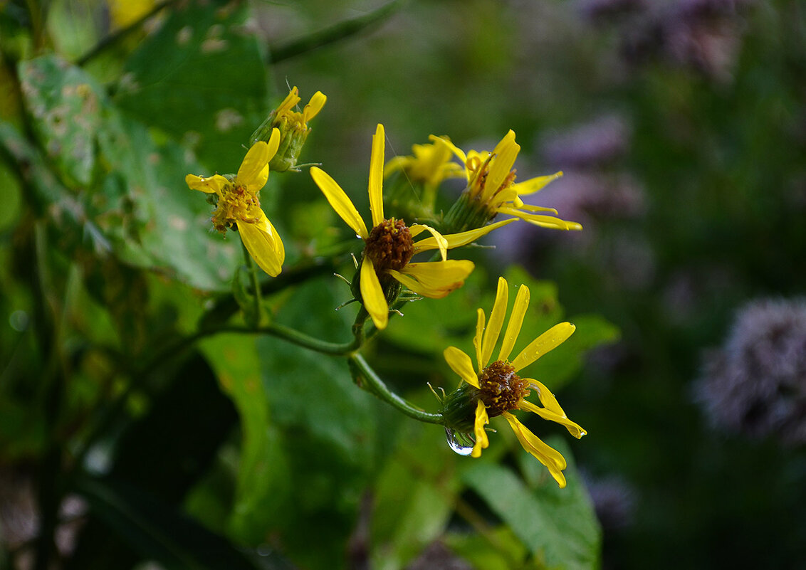 Растрепыши - Регина 