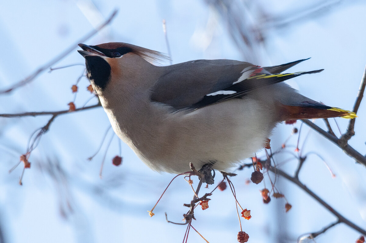 Свиристель - Виктор Иванович Чернюк