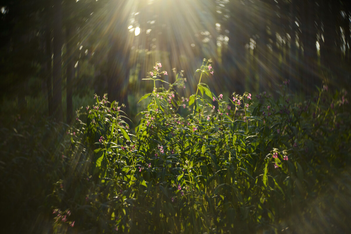 в лесочке. - Осень 