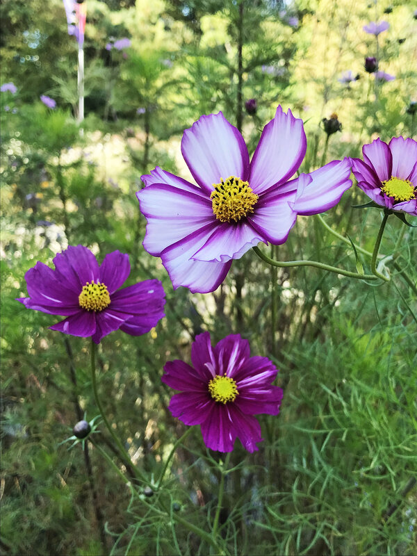 Осенняя радость ... - Лариса Корж