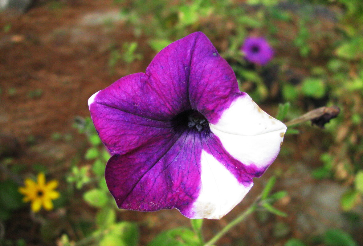 Интересная петуния - Людмила Смородинская