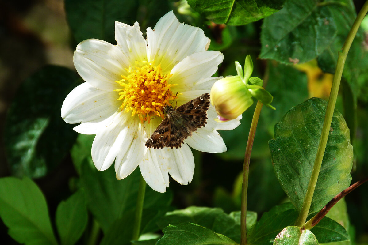 Толстоголовка  альцея на георгине - Валентин Семчишин