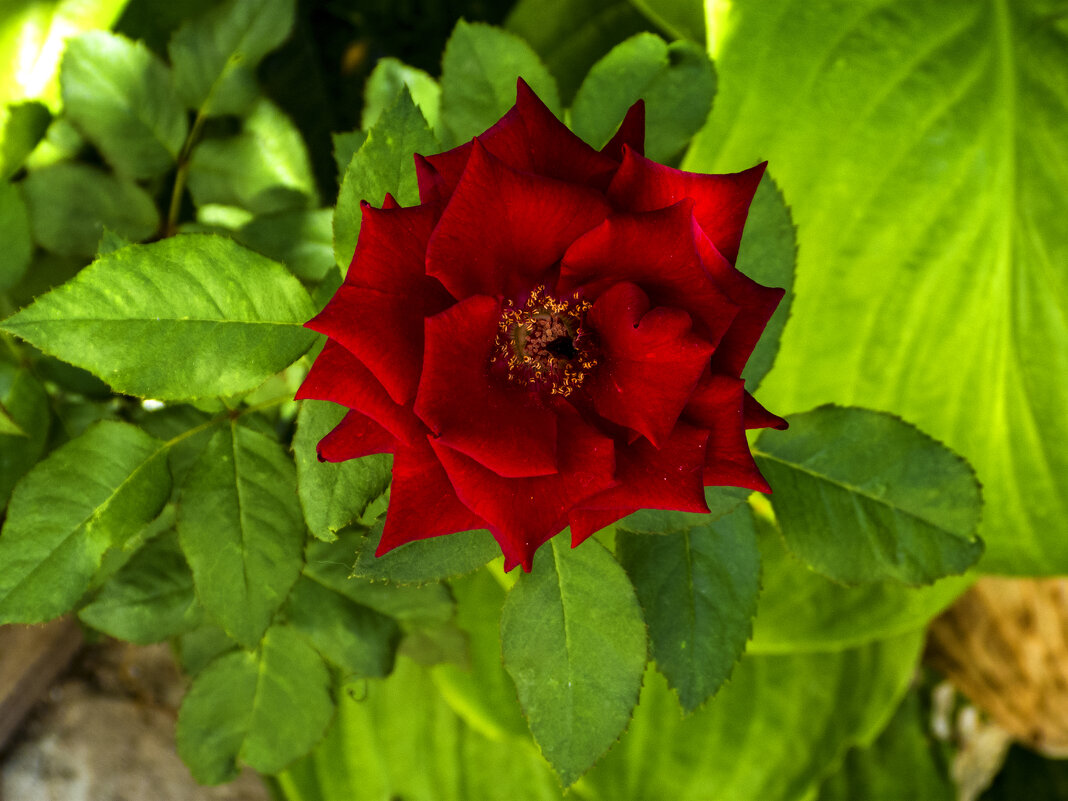 Алая  роза - Валентин Семчишин