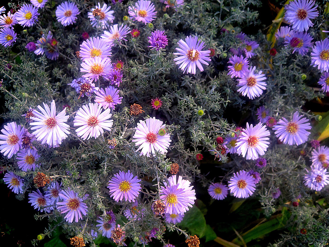 Осенние цветы - Елена Семигина