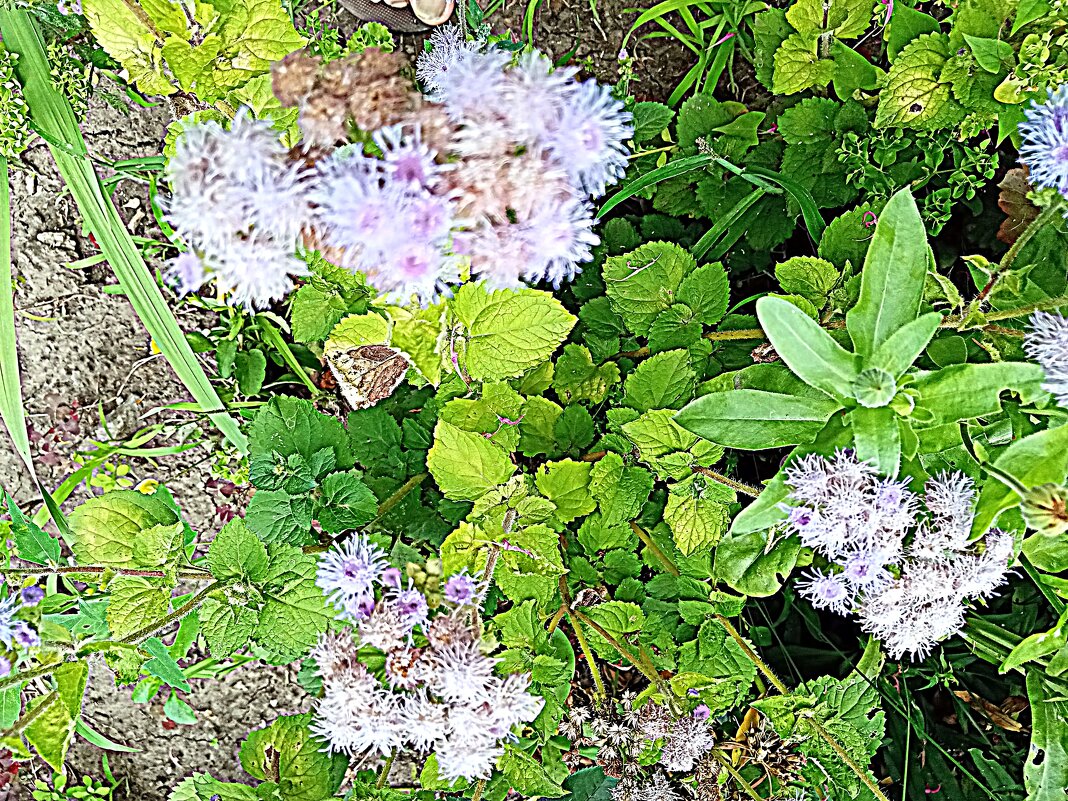 Цветы. - Владимир Драгунский