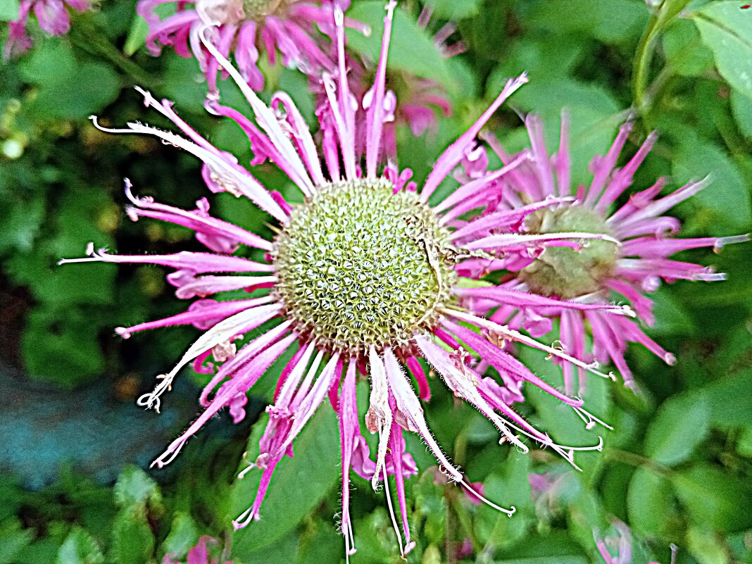 Цветы. - Владимир Драгунский Цветы. - Владимир Драгунский
