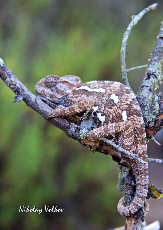 Хамелеон - Николай Волков