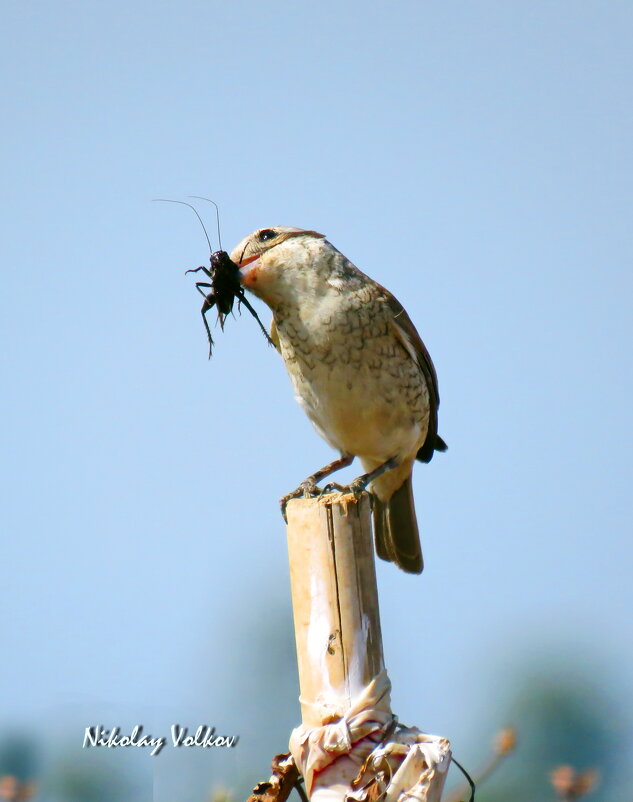 Сорокопут лакомится сверчком - Николай Волков