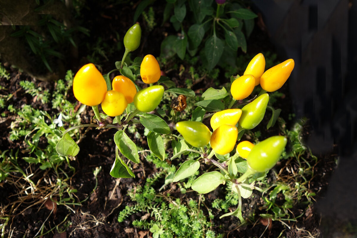 Дары осени - Рита Симонова