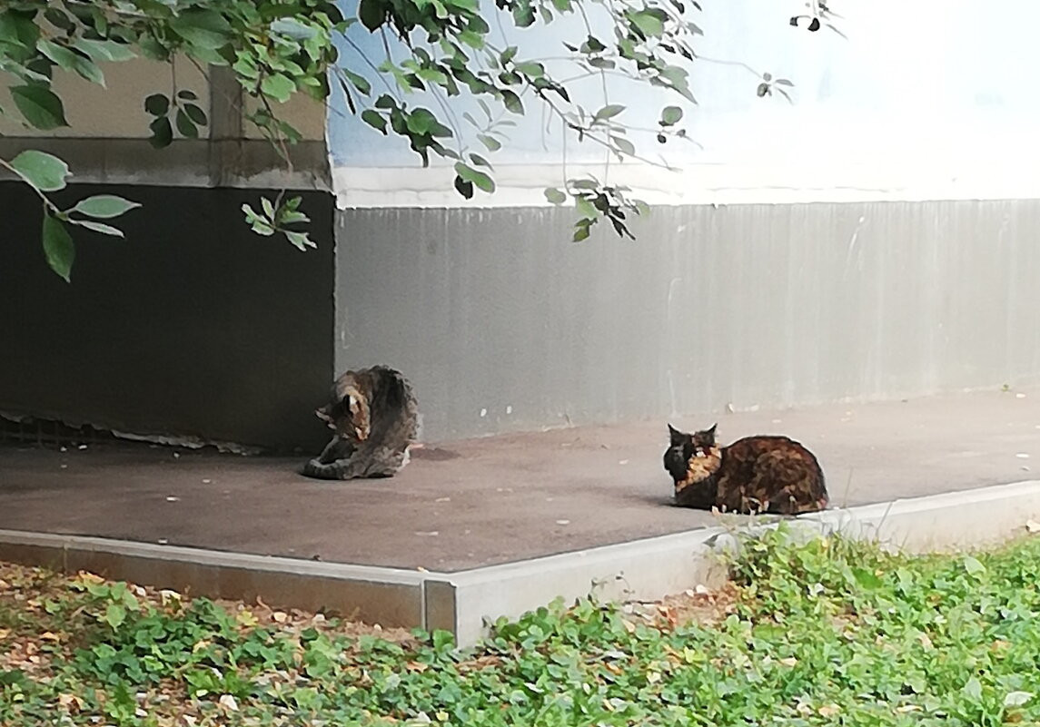 Кошки около дома - Ольга Довженко