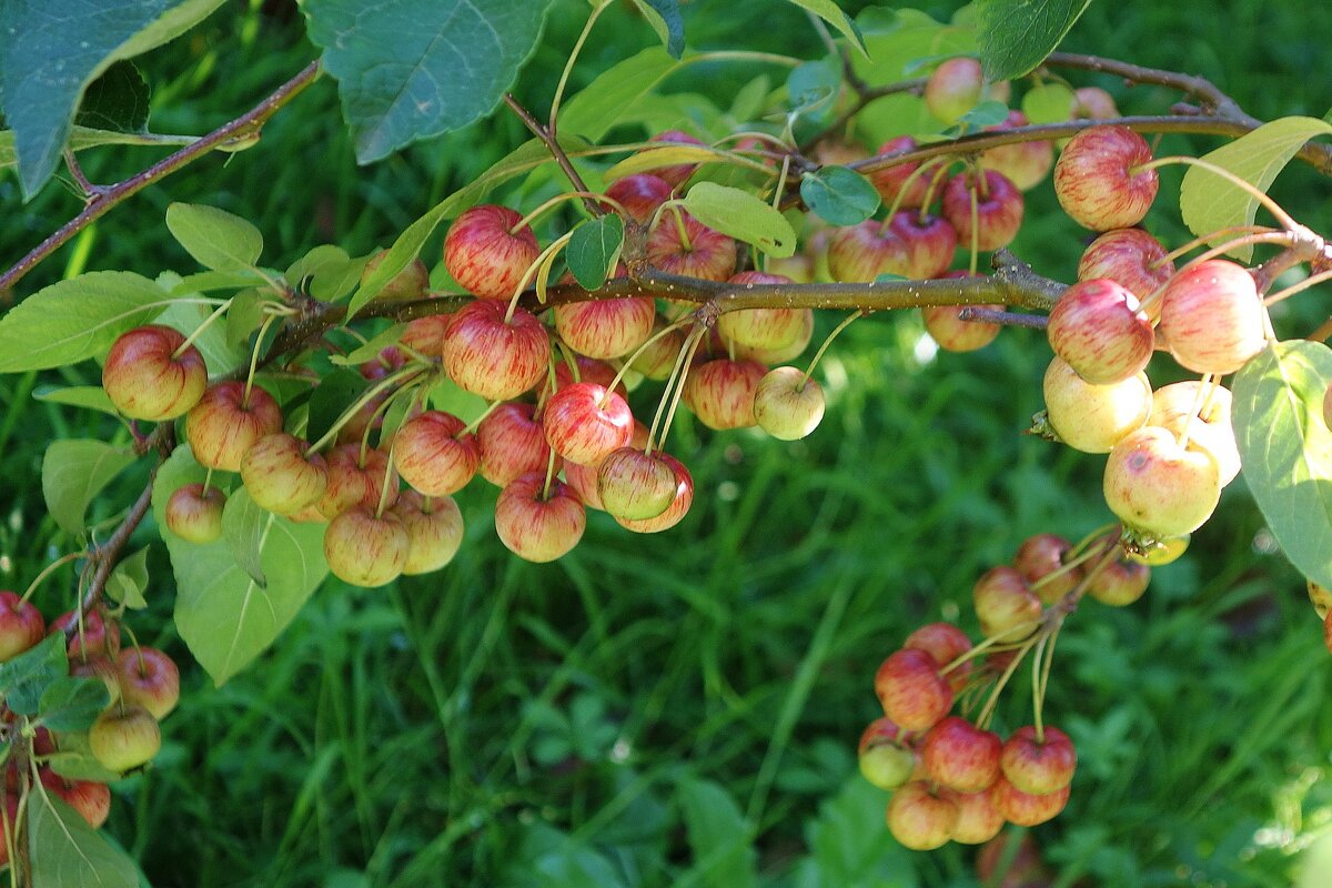 Дары осени - Рита Симонова