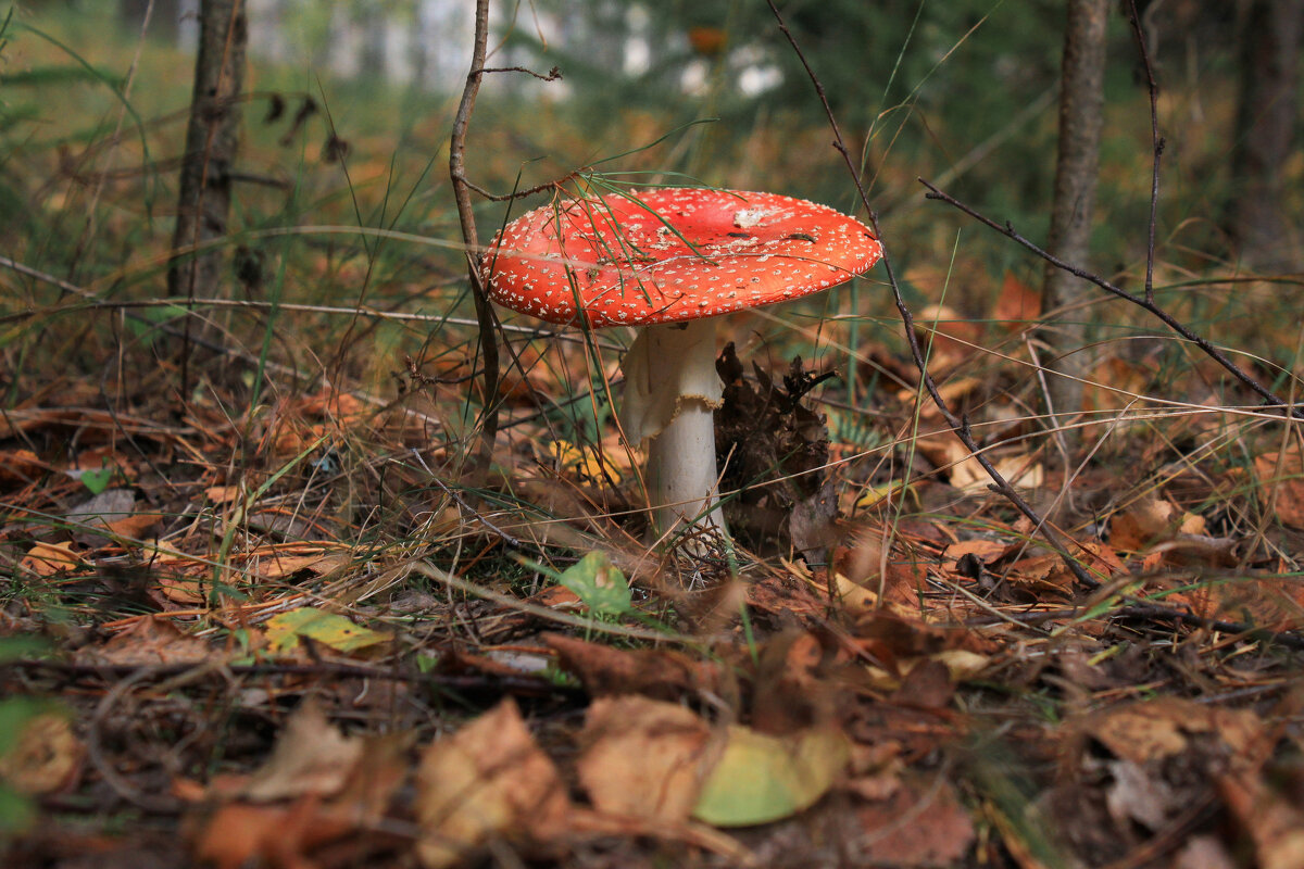 *** - Владимир Зеленцов