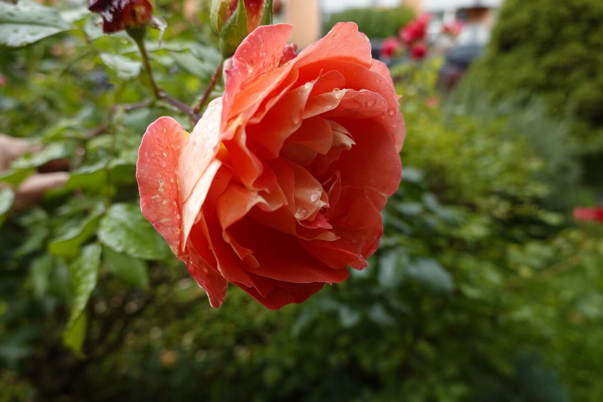 Нежится душа в лучах осенних, нежится в последних теплых днях.... - Галина 