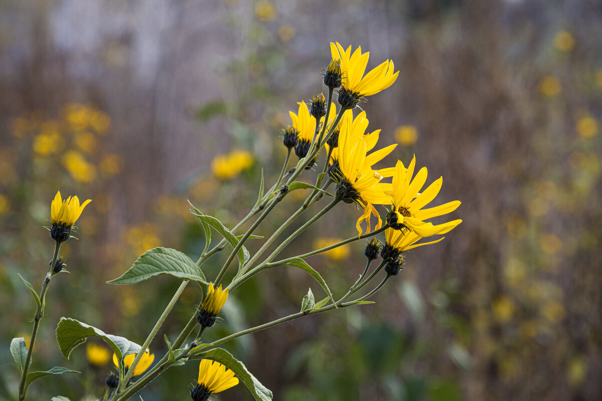 ... - Валерий 
