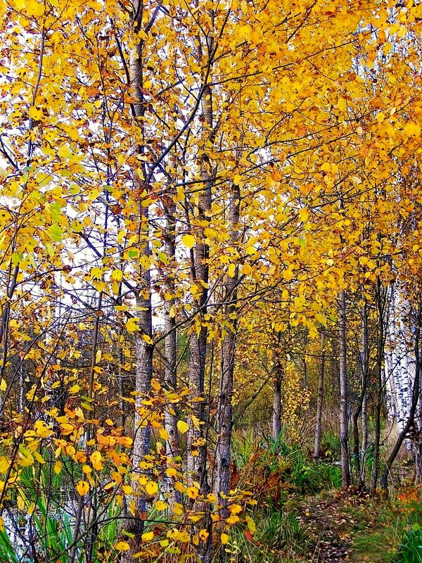 Деревья в осеннем уборе. - VasiLina *