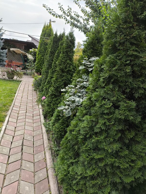 Курск. В саду у дома - Ирэн 