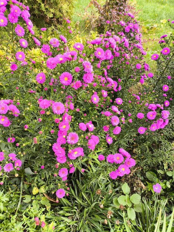 Курск. В саду у дома - Ирэн 