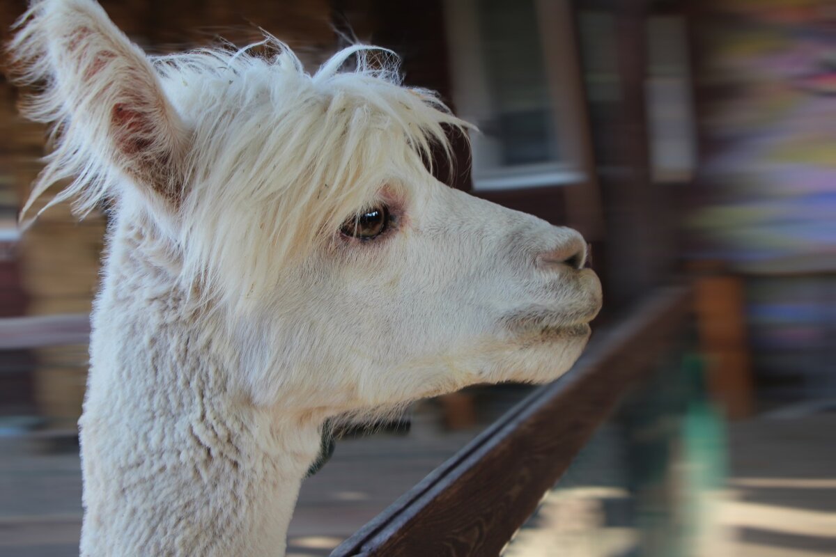 Из галереи портретов .Альпаки - Тамара Вебер