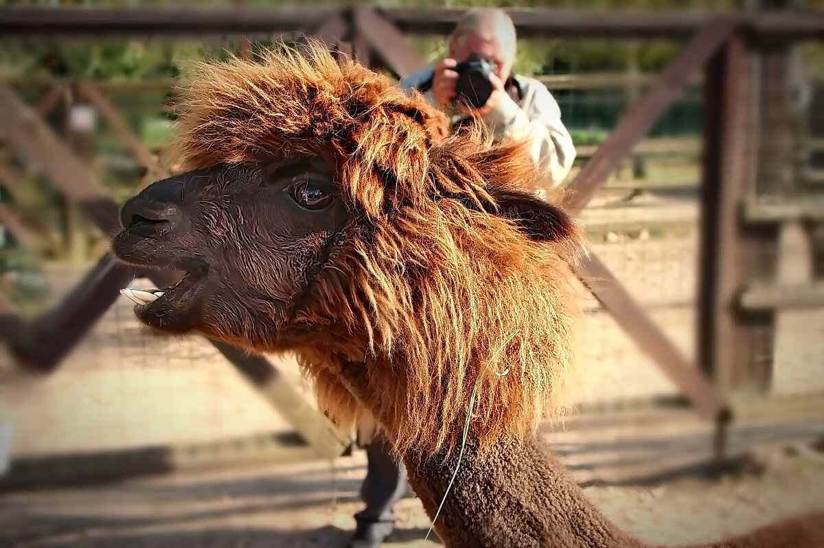 Российские альпаки - Тамара Вебер