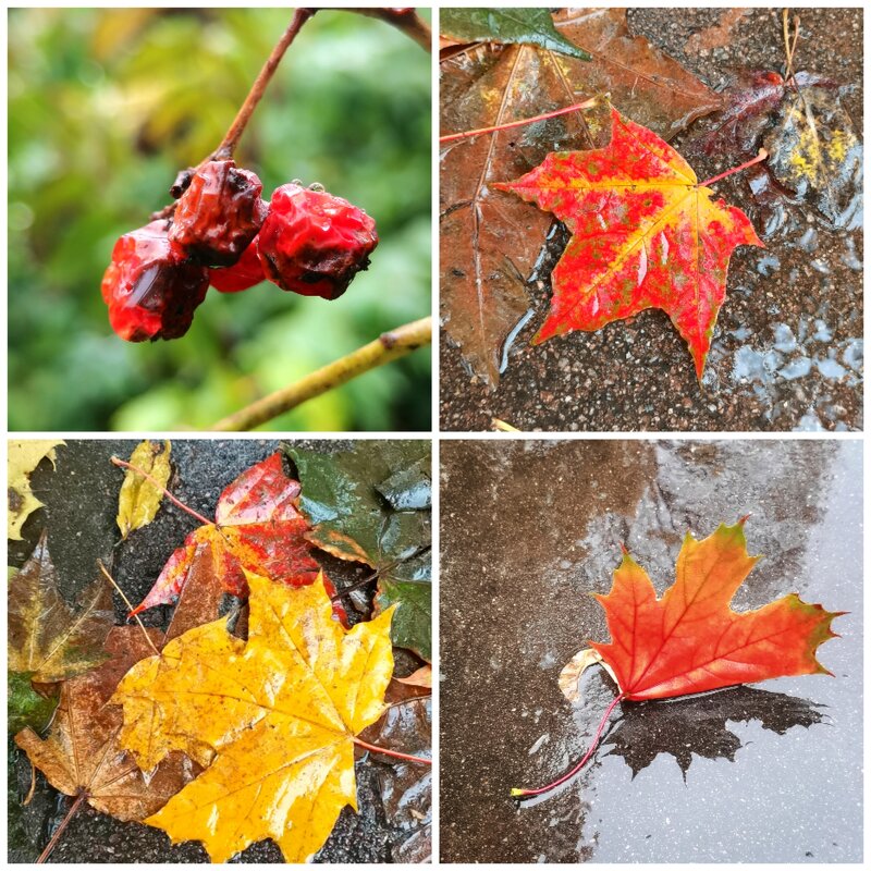 Октябрьская глазурь - Любимова Ольга 